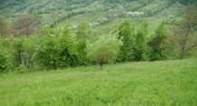 teren