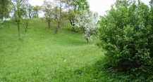 teren