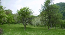 Teren Chiuzbaia