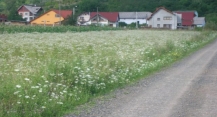 Teren Cicarlau
